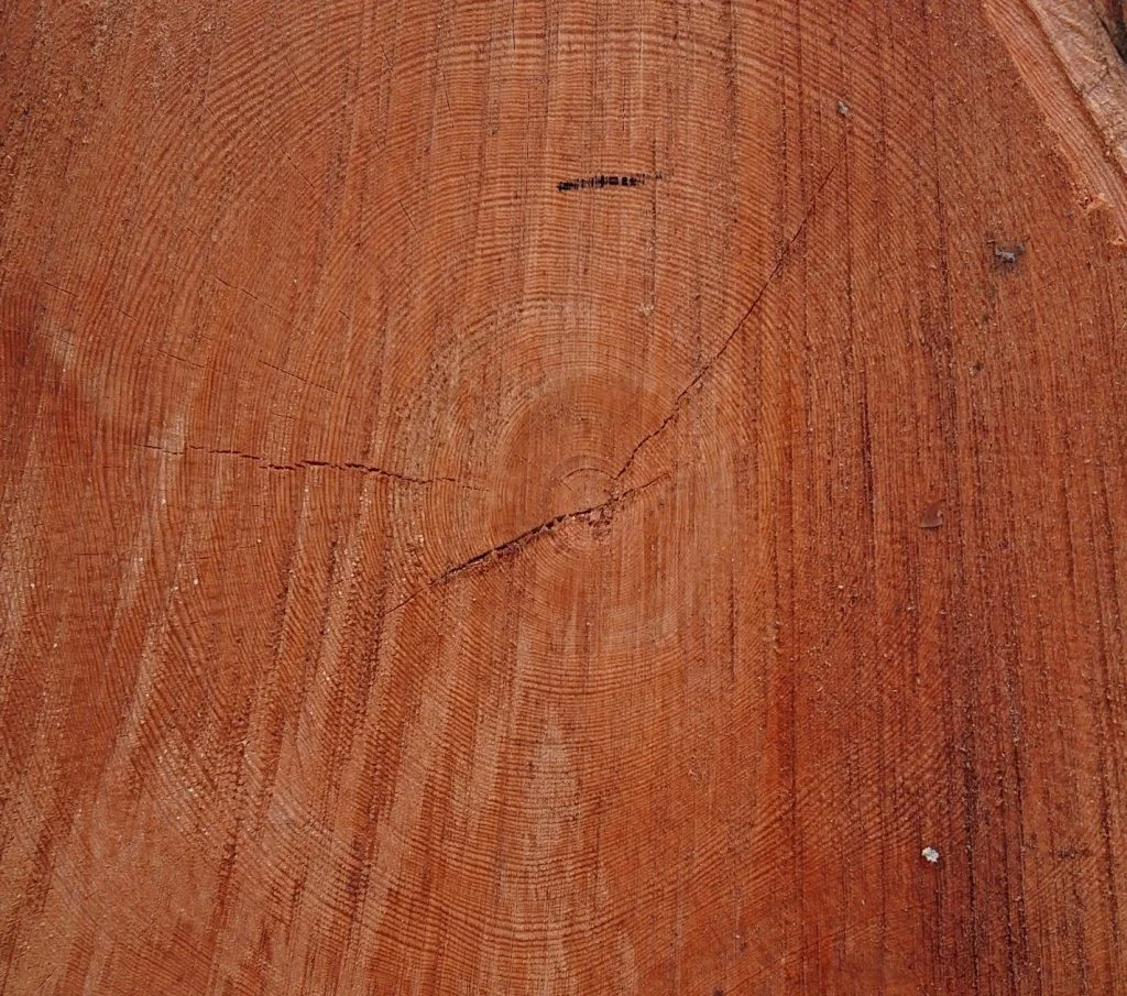 Kurser och ny medlem!